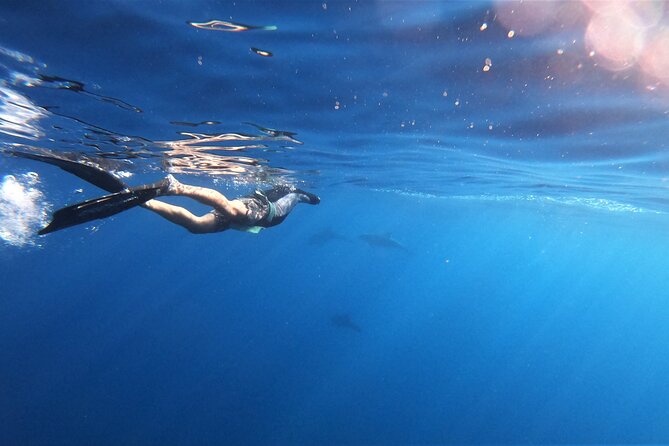 Mobula Ray and Ocean Safari Day Trip - More than mobulas: dolphins, sea lions, and fish