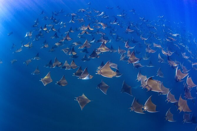 Mobula Ray and Ocean Safari Day Trip - The boat picnic and the long ride home