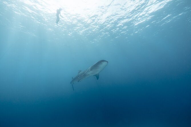 Mobula Ray and Ocean Safari Day Trip - What the $315 price really includes