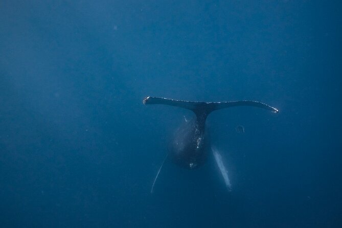 Mobula Ray and Ocean Safari Day Trip - Who will enjoy this most