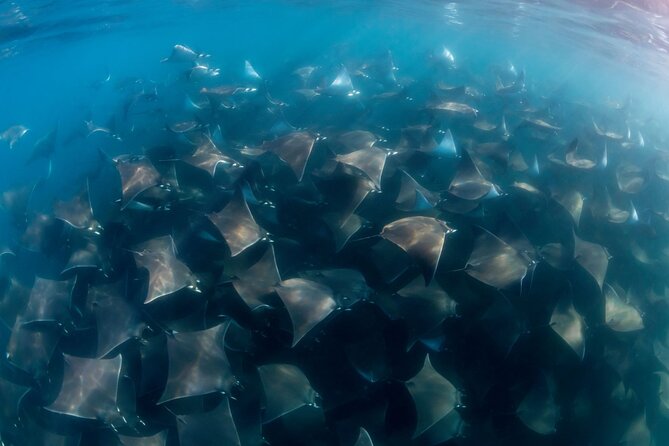 Mobula Ray and Ocean Safari Day Trip - The 5:30 a.m. departure from Cabo