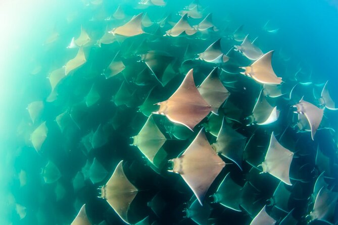 Mobulas Safari and Wildlife in La Ventana with a Marine Biologist - Snorkeling over coral reefs