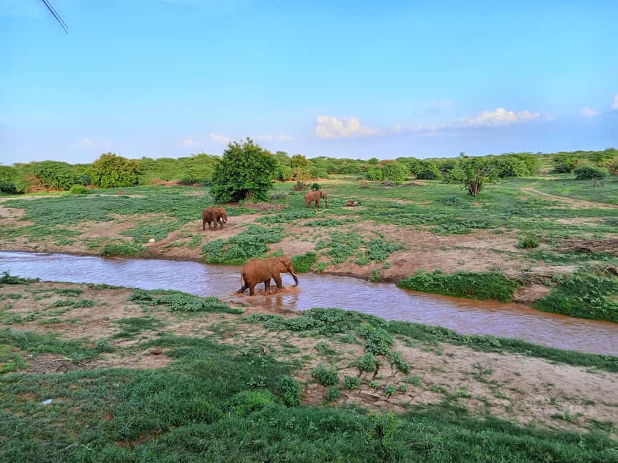 Mombasa: Tsavo East Ngutuni Sanctuary Overnight Safari - Key points to know before booking