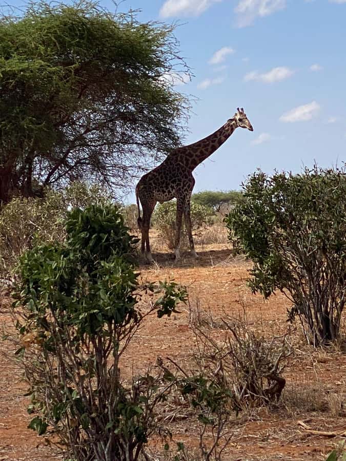 Mombasa: Tsavo East Ngutuni Sanctuary Overnight Safari - Leaving the coast at 5 or 6 in the morning