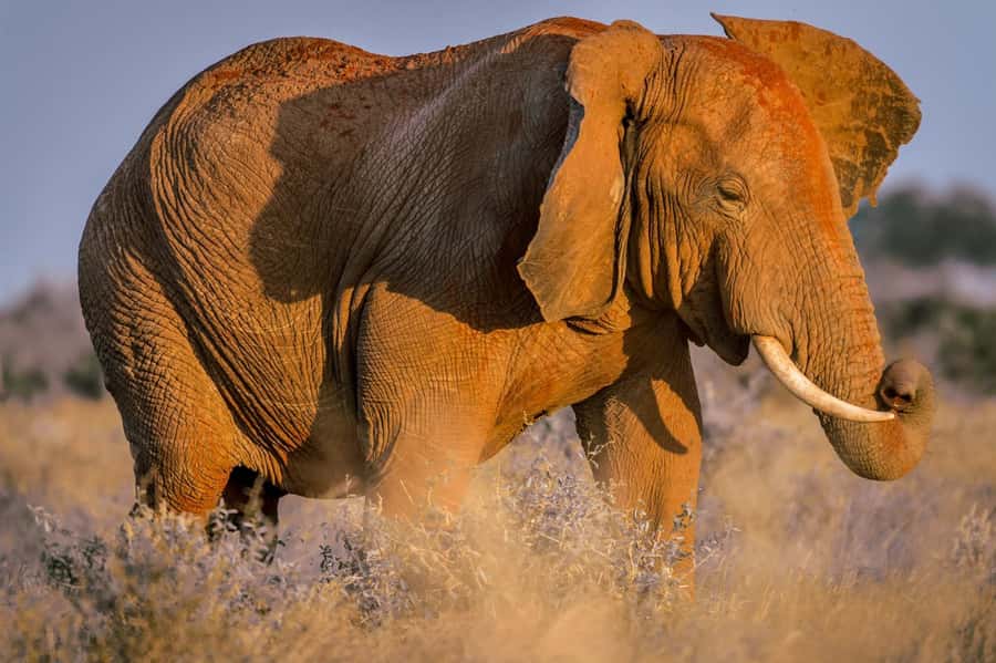 Mombasa: Tsavo East Ngutuni Sanctuary Overnight Safari - Lunch at a lodge built around a waterhole