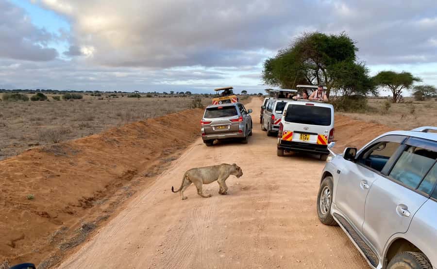 Mombasa: Tsavo East Ngutuni Sanctuary Overnight Safari - The first game drive at Ngutuni Sanctuary