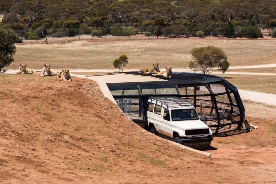 Monarto Safari Park: General Admission Tickets - Why Monarto feels more like a safari than a zoo