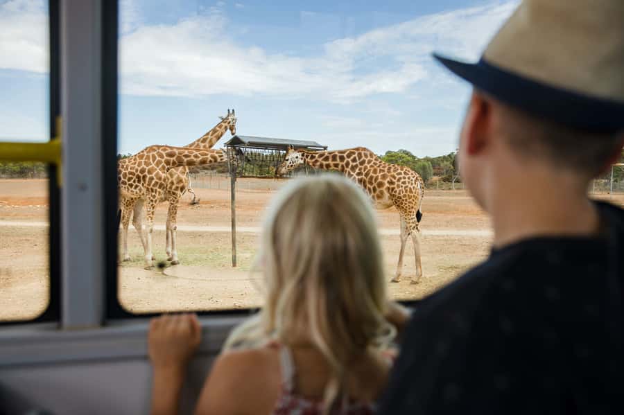 Monarto Safari Park: General Admission Tickets - The open plains and major animal stops