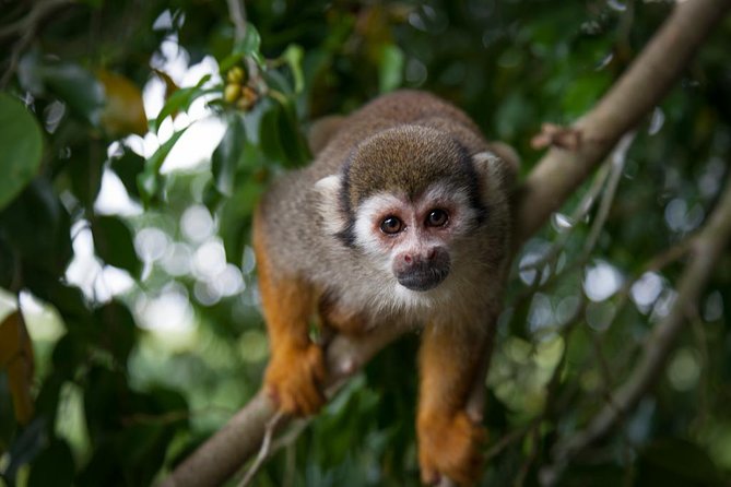 Monkeyland and Plantation Safari Tour from Punta Cana - Key points to know before booking