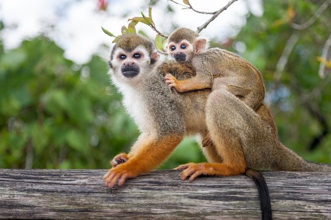 Monkeyland and Plantation Safari Tour from Punta Cana - From Punta Cana resorts to the Dominican countryside