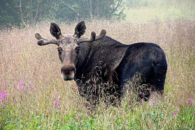 Moose Safari Bodo, Norway, Meet the Largest Land Animal in Europe - Key points to know before booking