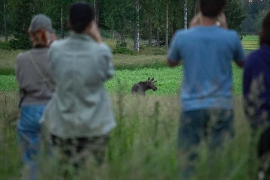 Moose safari with campfire dinner from Helsinki - Key points to know before booking