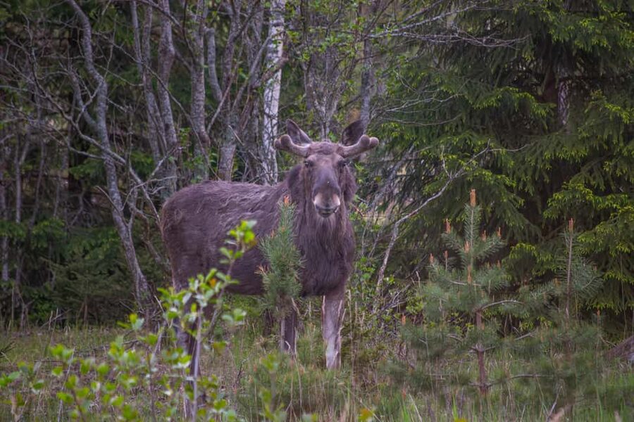 Moose safari with campfire dinner from Helsinki - Leaving Helsinki for the Porkkala Peninsula