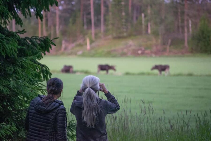 Moose safari with campfire dinner from Helsinki - A Finnish campfire meal in the woods