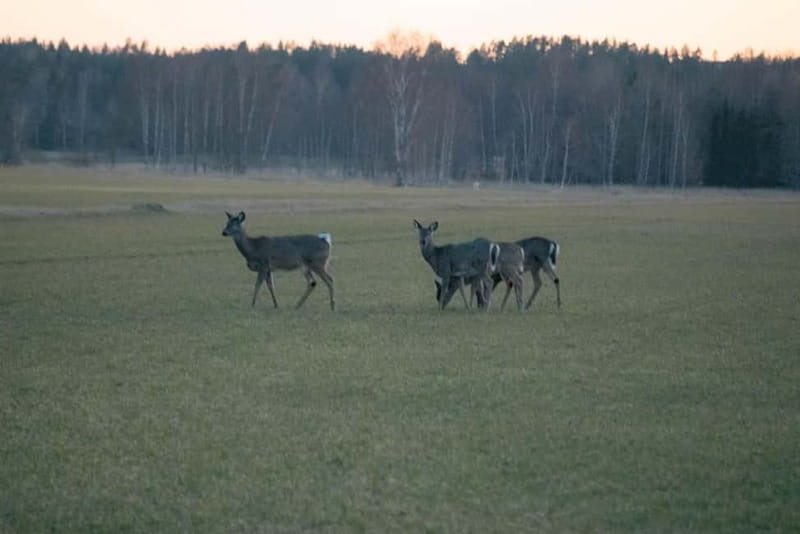 Moose safari with campfire dinner from Helsinki - Two and a half hours looking for moose