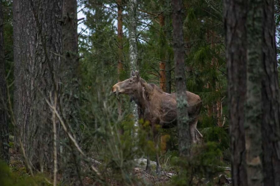 Moose safari with campfire dinner from Helsinki - What the guides add to the evening