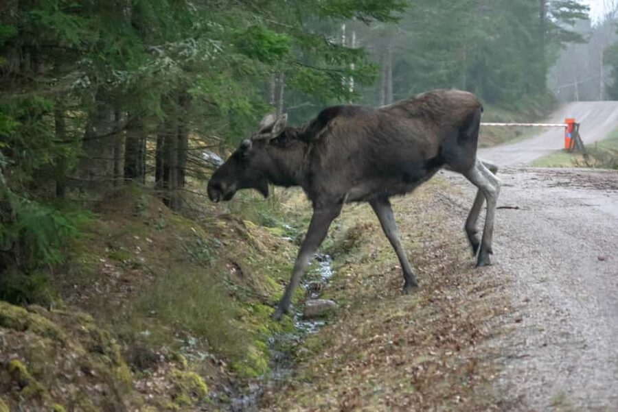 Moose safari with campfire dinner from Helsinki - Who will enjoy this most?