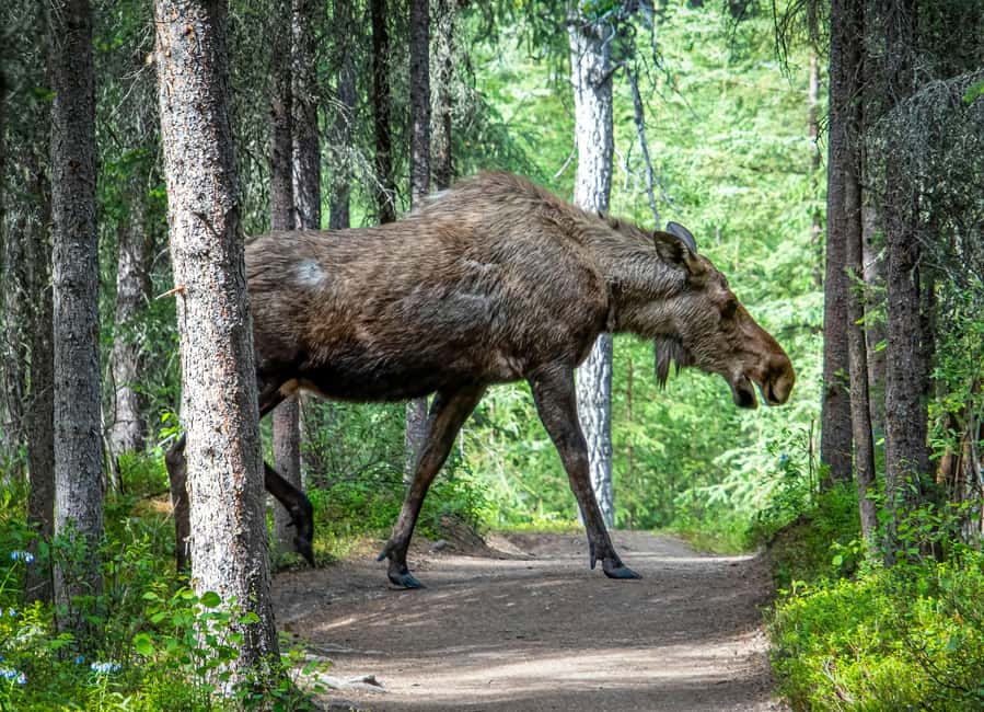 Moose safari with campfire dinner from Helsinki - Practical tips for a comfortable outing