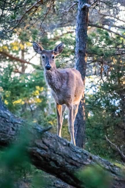 Moose safari with campfire dinner from Helsinki - Should you book the Porkkala moose safari?
