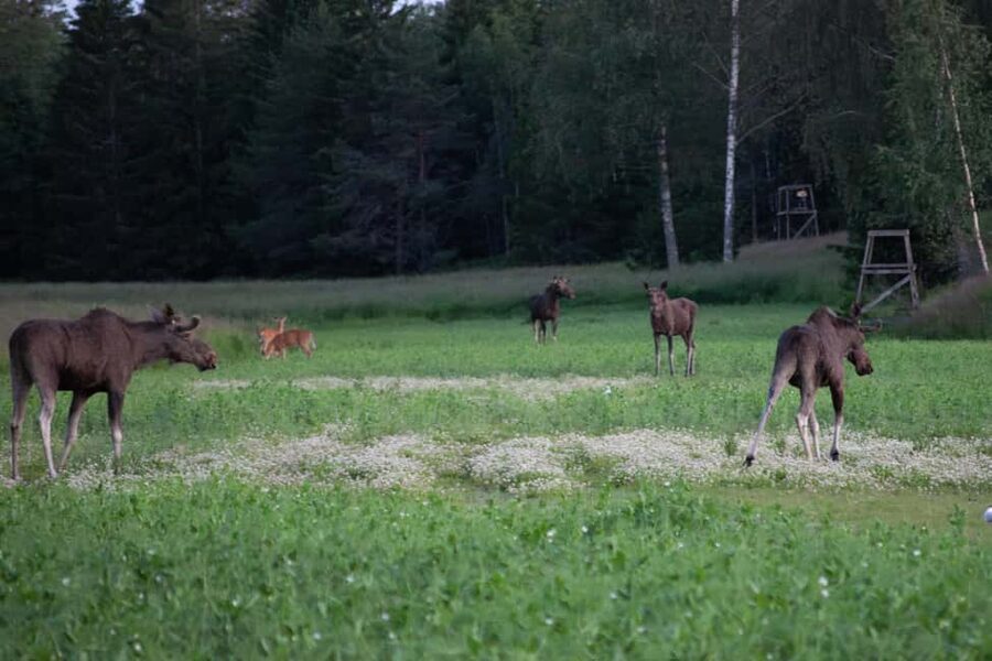 Moose safari with campfire dinner from Helsinki - The Porkkala setting: coast, forest, and open roads