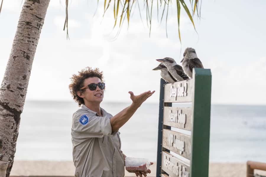 Moreton Island: Desert Safari Tour & Dolphin Viewing - A cocktail at sunset, then wild dolphins