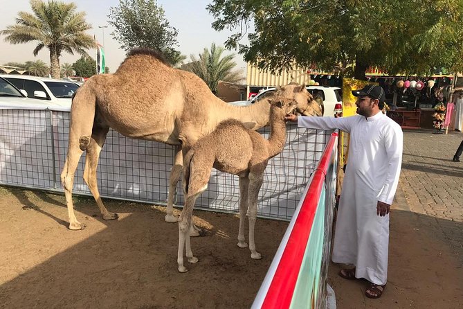 Morning Dubai Desert Safari with Sand boarding and Camel Ride - Who should book this desert morning