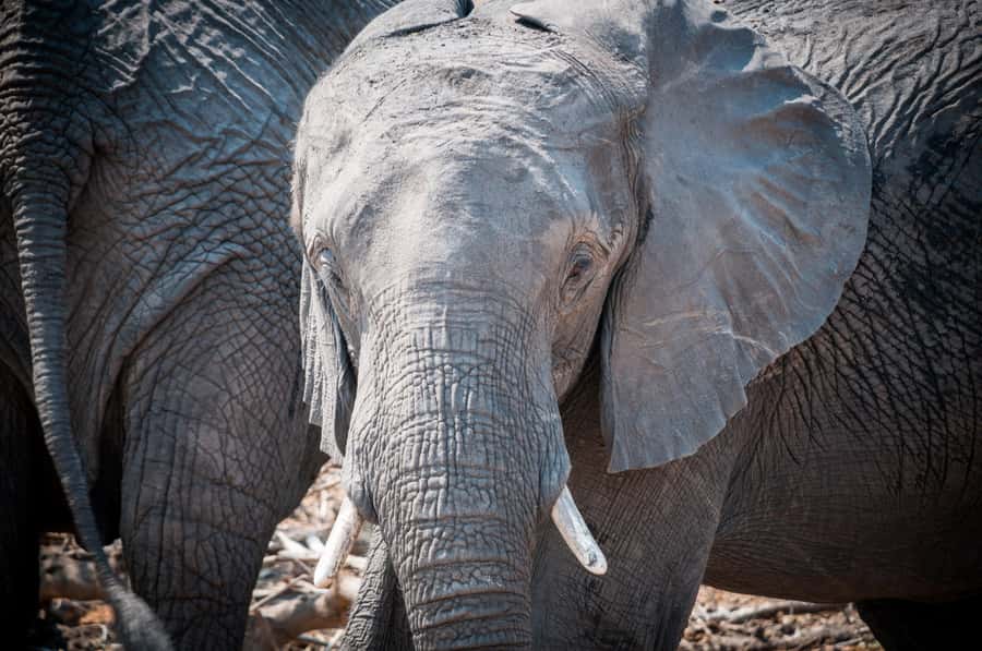 Mosi oa Tunya Game Drive and Rhino Walking Safari - Key things to know before booking