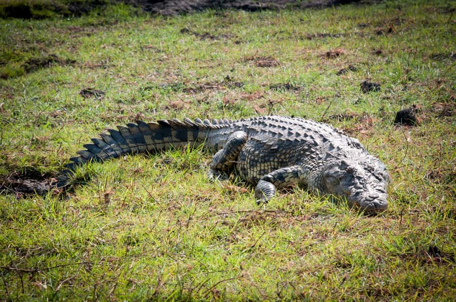 Mosi oa Tunya Game Drive and Rhino Walking Safari - Why this three-hour safari works in Livingstone
