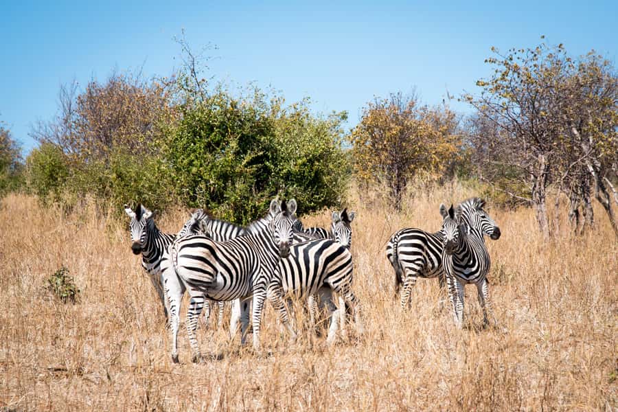 Mosi oa Tunya Game Drive and Rhino Walking Safari - Two hours along the Zambezi River