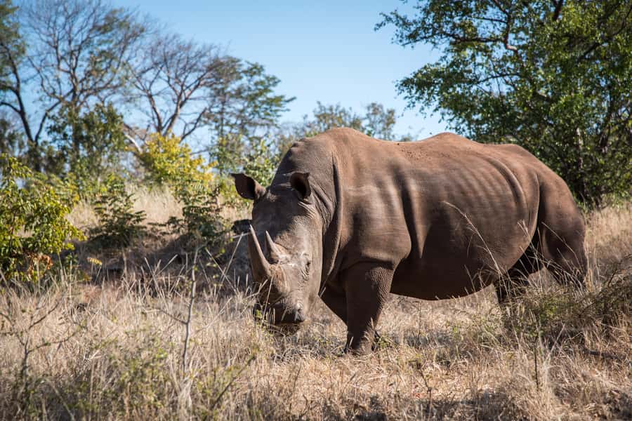 Mosi oa Tunya Game Drive and Rhino Walking Safari - A brief river break, with food details to check