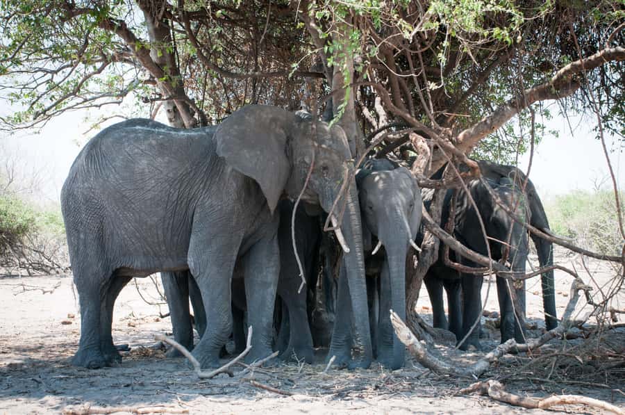 Mosi oa Tunya Game Drive and Rhino Walking Safari - Thirty minutes walking with white rhinos