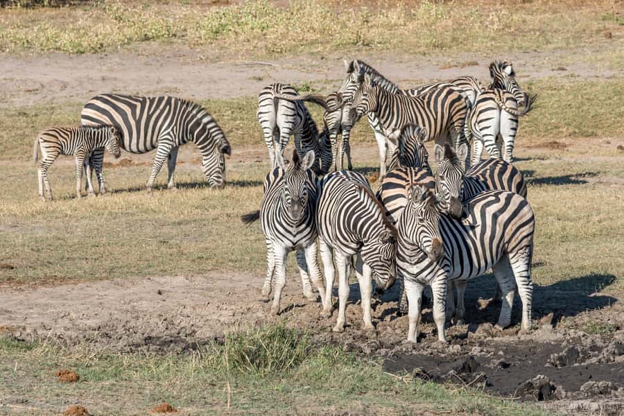 Mosi oa Tunya Game Drive and Rhino Walking Safari - What the guides add to the experience