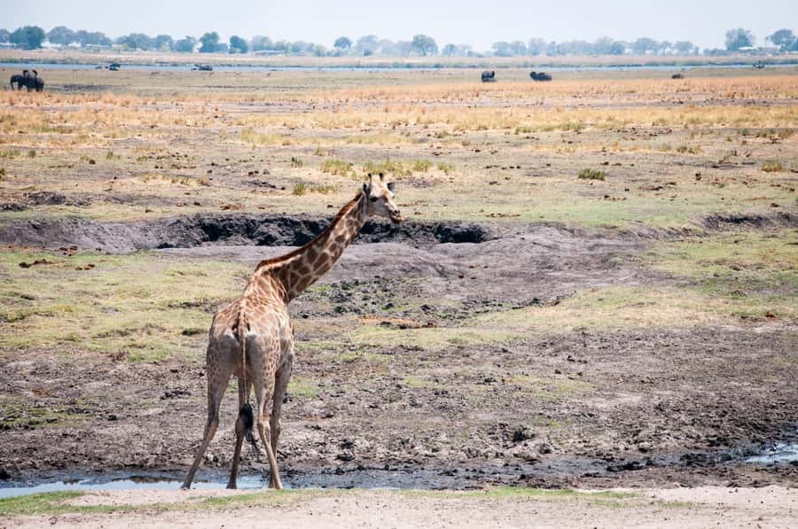 Mosi oa Tunya Game Drive and Rhino Walking Safari - Is $75 good value?