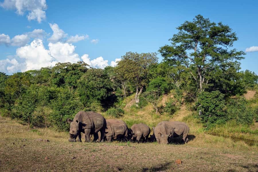 Mosi oa Tunya Game Drive and Rhino Walking Safari - Who should book it