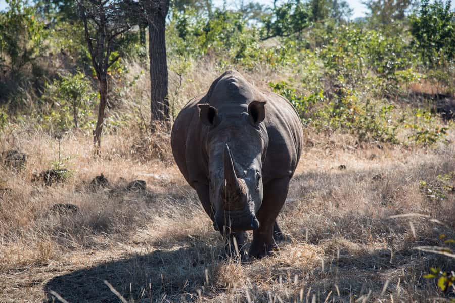 Mosi oa Tunya Game Drive and Rhino Walking Safari - From Livingstone hotel to the park gate