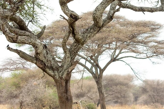 Multi-Day Camping Safari Experience in Arusha - Why the wildebeest calving season matters