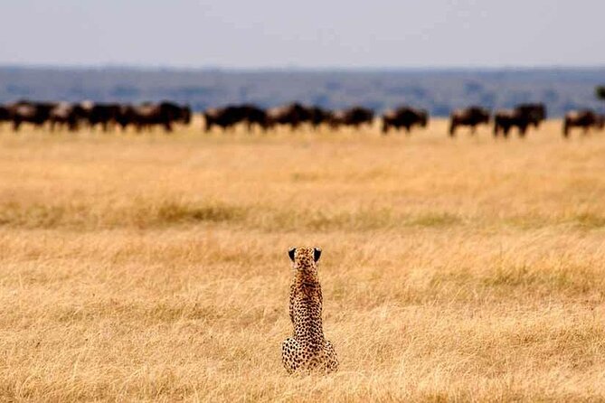Multi-Day Camping Safari Experience in Arusha - Days 2 and 3: Ndutu during the great gathering