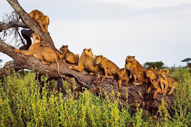 Multi-Day Camping Safari Experience in Arusha - Day 4: Sunrise in the Serengeti and the road to Ngorongoro