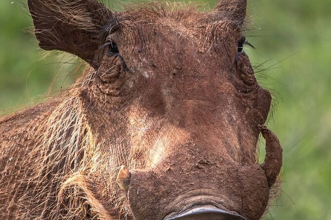 Multi-Day Camping Safari Experience in Arusha - Day 5: Inside the Ngorongoro Crater
