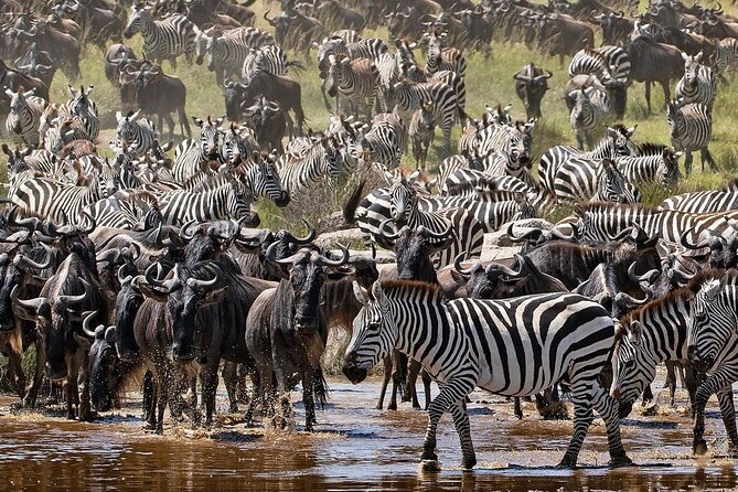 Multi-Day Camping Safari Experience in Arusha - The $1,496 price and who gets good value