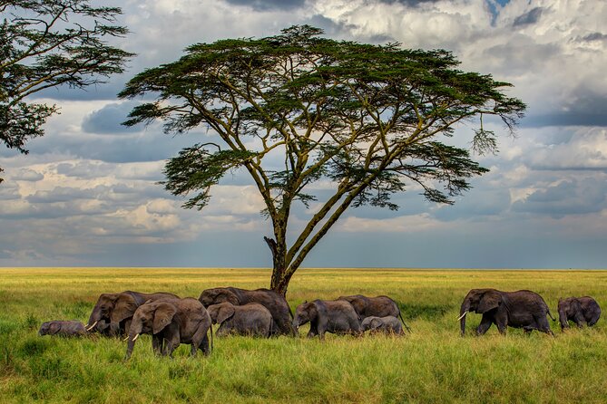 Multi-Day Camping Safari Experience in Arusha - Day 1: Tarangire’s elephants and baobab trees