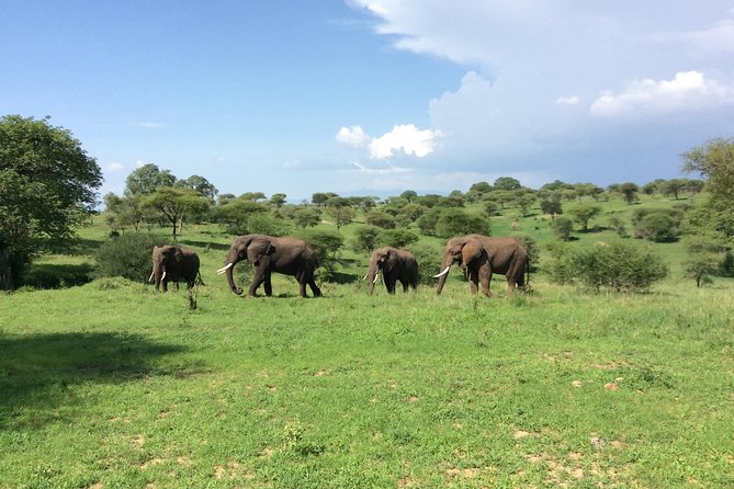 Multi-Day Tanzania Odssey Safari from Arusha - Day 4: The road into central Serengeti