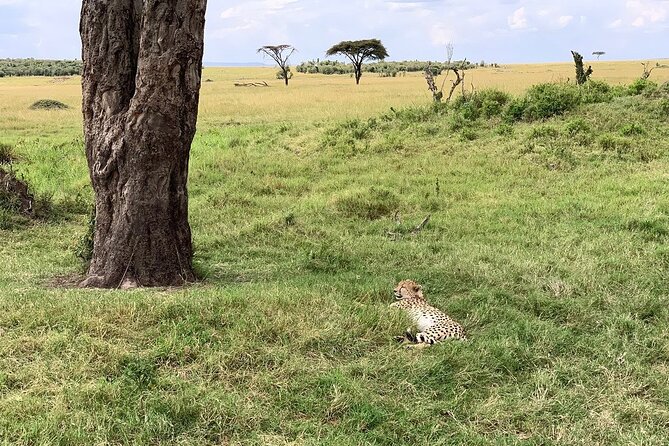 Multi-Day Tanzania Odssey Safari from Arusha - Day 7: Airstrip departure and return to Arusha