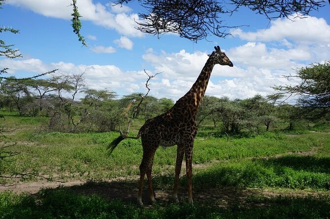 Multi-Day Tanzania Odssey Safari from Arusha - Accommodation, meals, and what the price buys