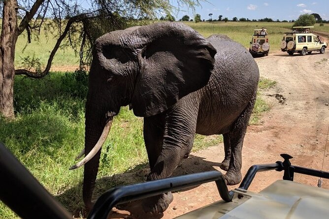 Multi-Day Tanzania Odssey Safari from Arusha - Day 2: Tarangire and its elephant country