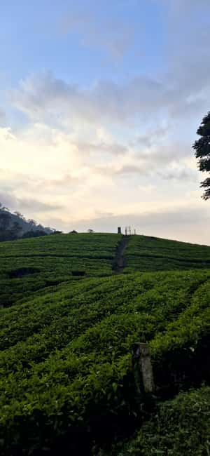 Munnar: Anakulam Jeep Safari with Waterfall and Elephant - What this Munnar jeep trip is really like