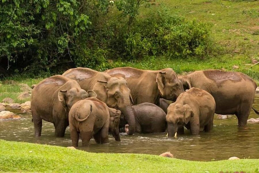 Munnar: Anakulam Jeep Safari with Waterfall and Elephant - Letchmi Shooting Point and the first waterfall stops