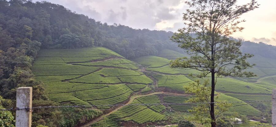 Munnar: Anakulam Jeep Safari with Waterfall and Elephant - Perumbankuthu, the Hanging Bridge, and Tiger Cave