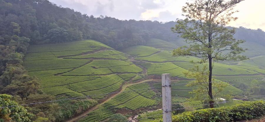 Munnar: Anakulam Jeep Safari with Waterfall and Elephant - Does the $65 price offer good value?