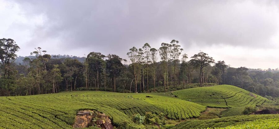 Munnar: Anakulam Jeep Safari with Waterfall and Elephant - Timing, comfort, and what to pack